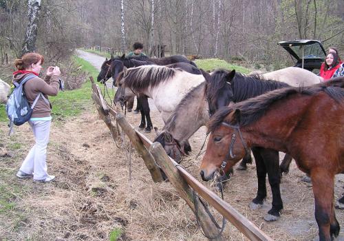Muchovice - koně - 2. skupina